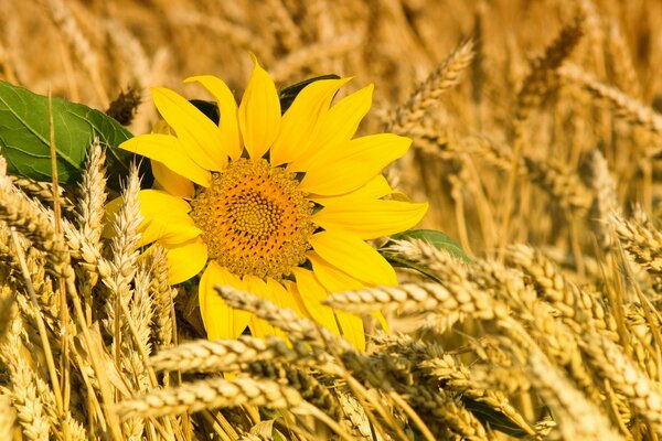 Tournesol jaune se trouve dans les épis de blé