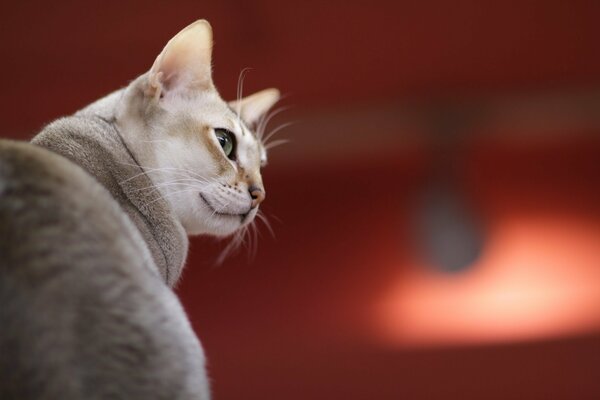 Graue Katze hat sich unglücklich umgedreht