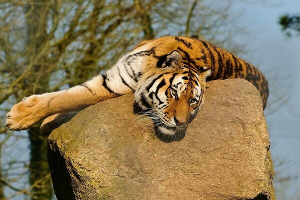 Le tigre se trouve sur la pierre et regarde vers l avenir