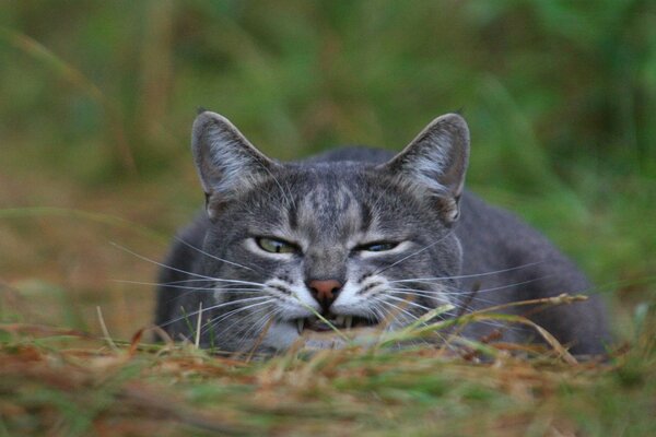 Graue Katze jagt im Gras