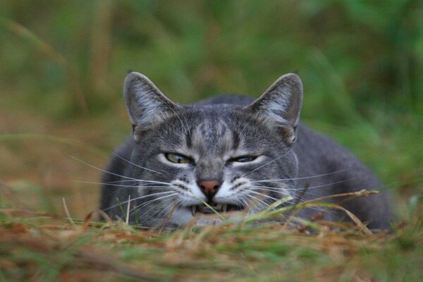 Gato gris cazando en la hierba