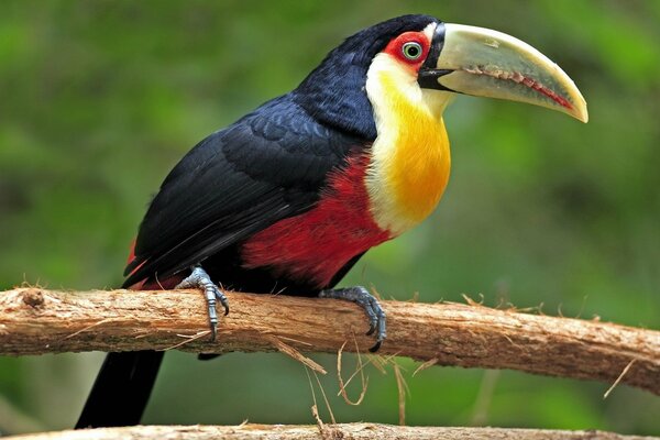 Un tucán de colores brillantes se sienta en una rama