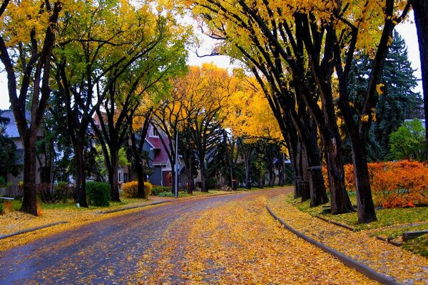 Autumn road residential area