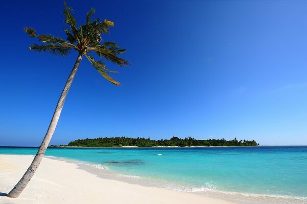 Palm tree on the ocean