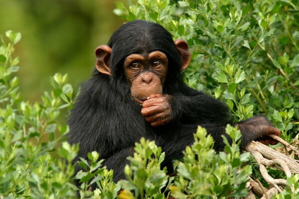 A chimpanzee monkey is having breakfast at the top of the trees