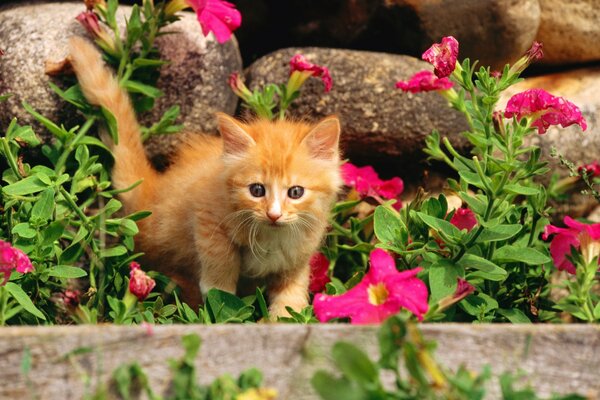 Red fluffy kitten in flowers