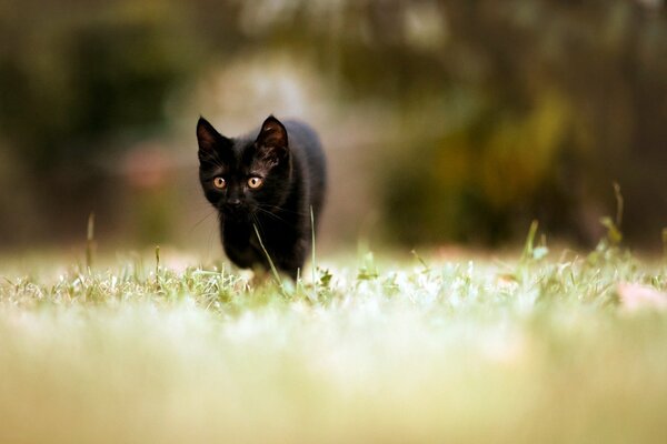 Gatito negro con ojos verdes, hierba verde