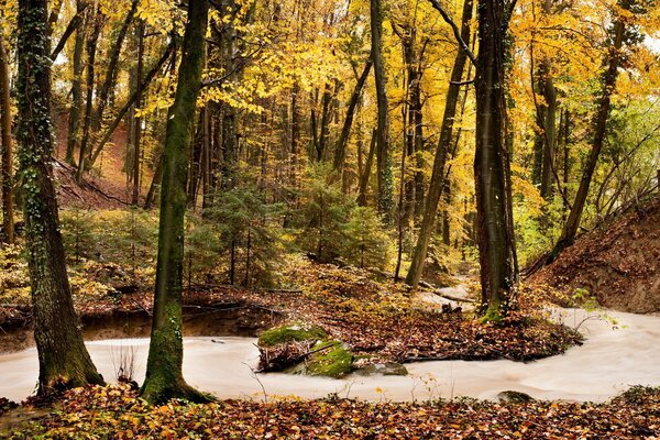 A streamlet runs through the bare trees