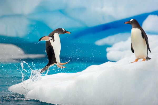 The penguin game. One penguin jumped out of the pond followed by splashes