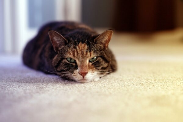 The attentive gaze of a cunning beast