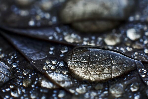 Una gota de rocío en una hoja es como una lente de microscopio