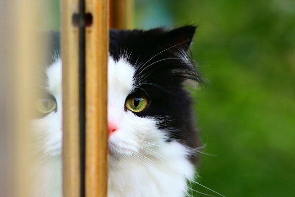 Eine schwarz-weiße Katze späht aus dem Fenster