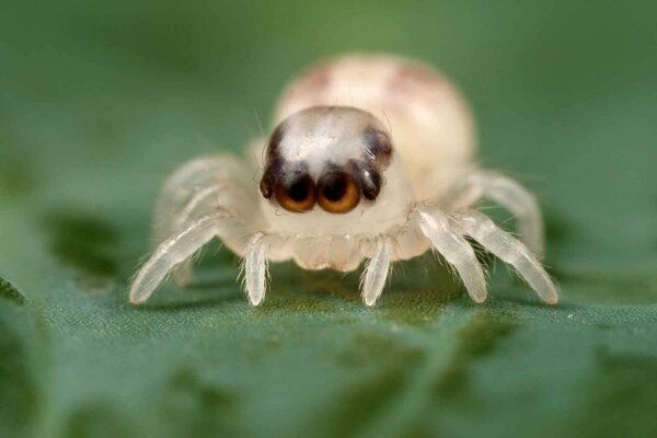 Una araña blanca se arrastra sobre una hoja