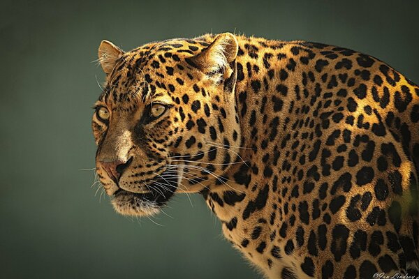 Leopardo di profilo con uno sguardo orgoglioso