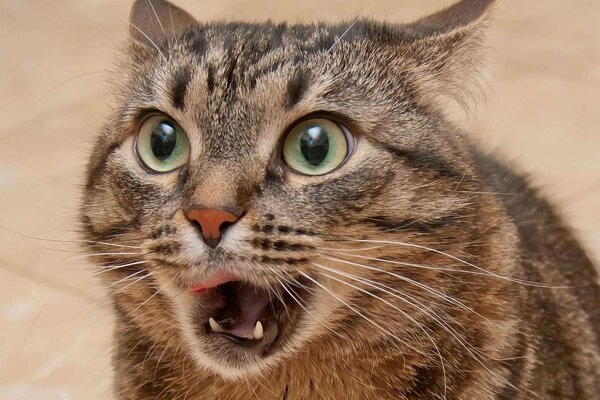 Lustige Katze mit schneidigem Aussehen