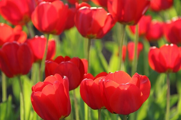 Tulipani affascinanti nel campo