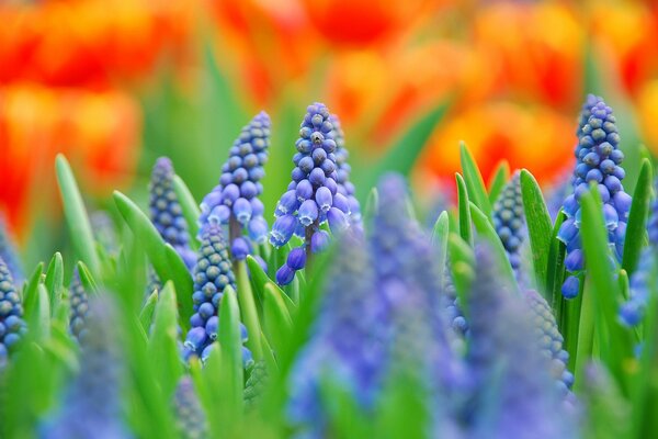 Fleurs bleues muscari. Macrophotographie
