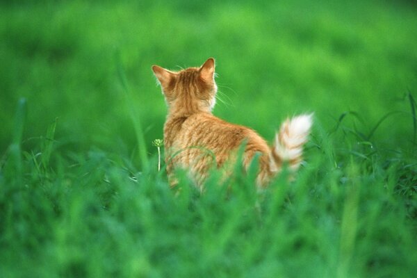 A red cat in the green tall grass