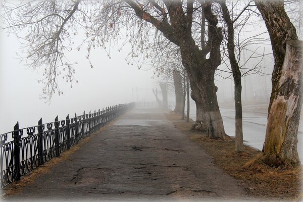 Frühlingshafte Stadtallee im Nebel