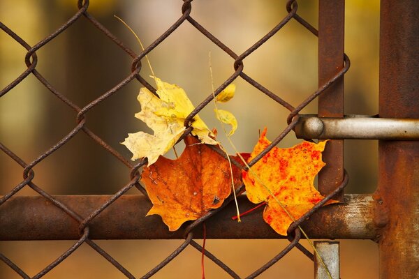 Autumn leaves stuck in the lattice of a rusty fence