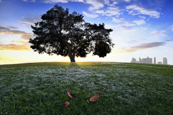 Un albero si trova su una collina