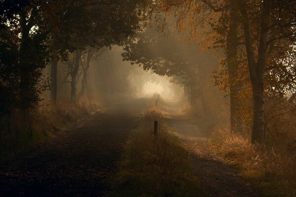 Morning journey on the road inside the autumn forest