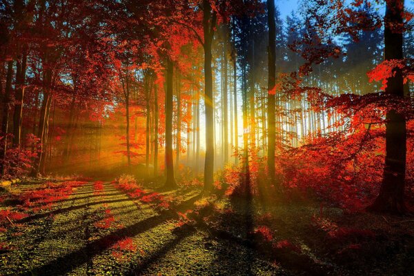 Forêt d automne avec des rayons de soleil diffusants