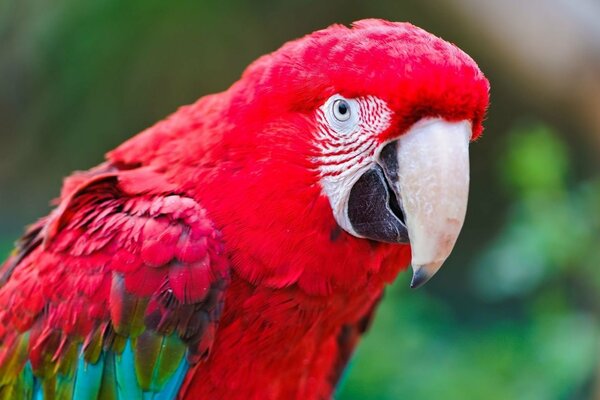 Loro guacamayo multicolor en la naturaleza