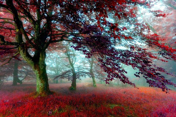 Photo irréelle de la forêt dans les couleurs rouges
