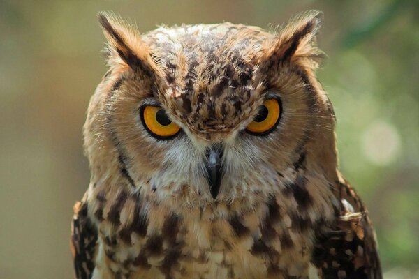 Le hibou suit de près le photographe
