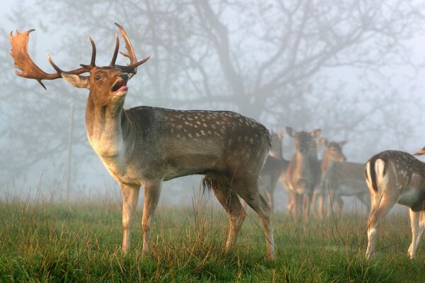 Mandria di cervi nella nebbia