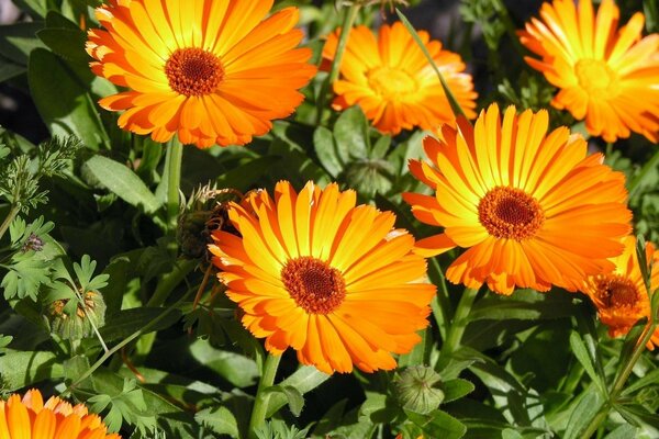 Hermosas caléndulas amarillas en el macizo de flores