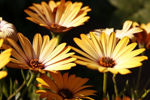 Yellow gerberas in the sunlight
