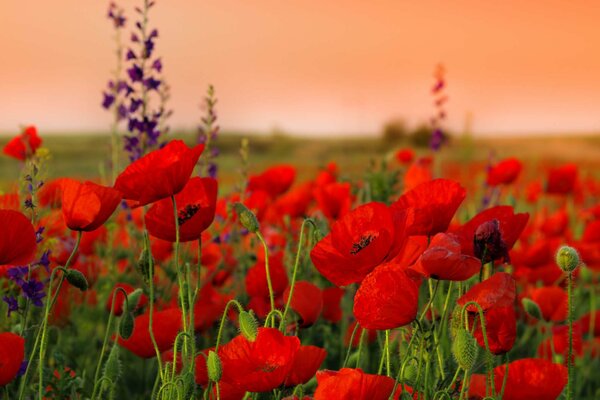 Beaux coquelicots rouges dans le champ