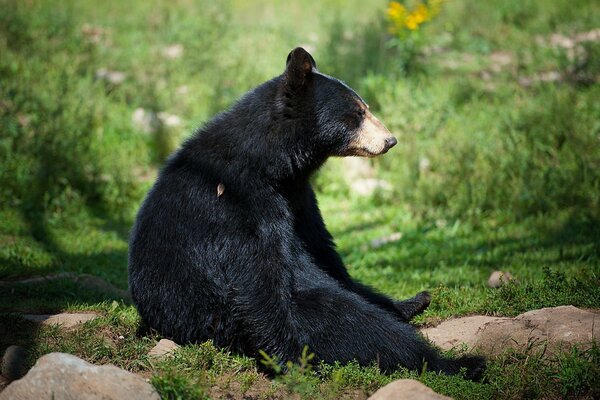 Der schwarze Bär sitzt im Wald, um die Steine herum