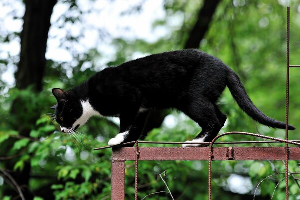 The cat is preparing for a lightning jump