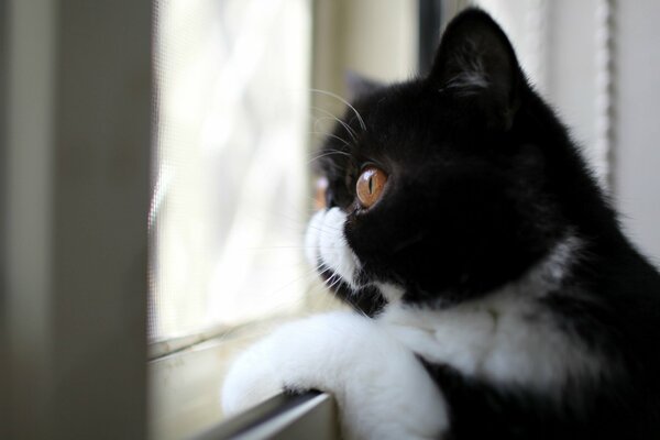 Gato blanco y negro mirando por la ventana