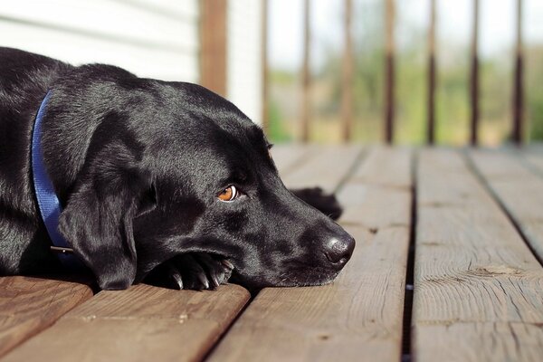 Le chien est allongé sur la terrasse et attend son ami