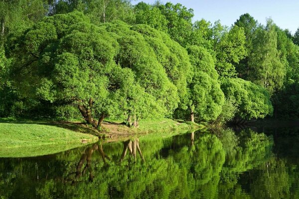 The green forest is reflected in the lake