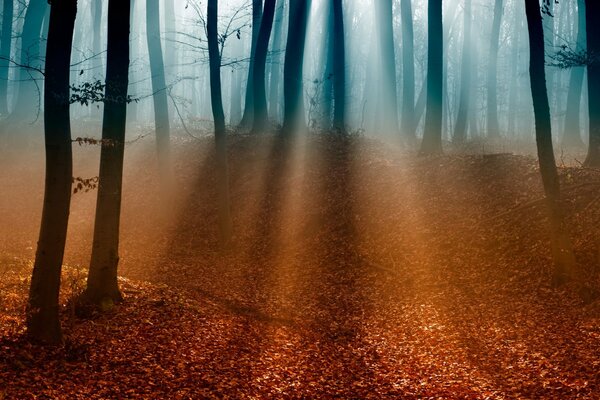 El bosque de otoño se ahoga en hojas de color amarillo anaranjado