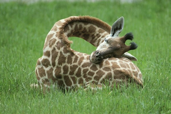 Una giraffa dal collo lungo giace sull erba