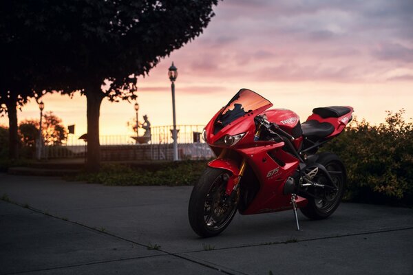 Red motorcycle by a tree at sunset