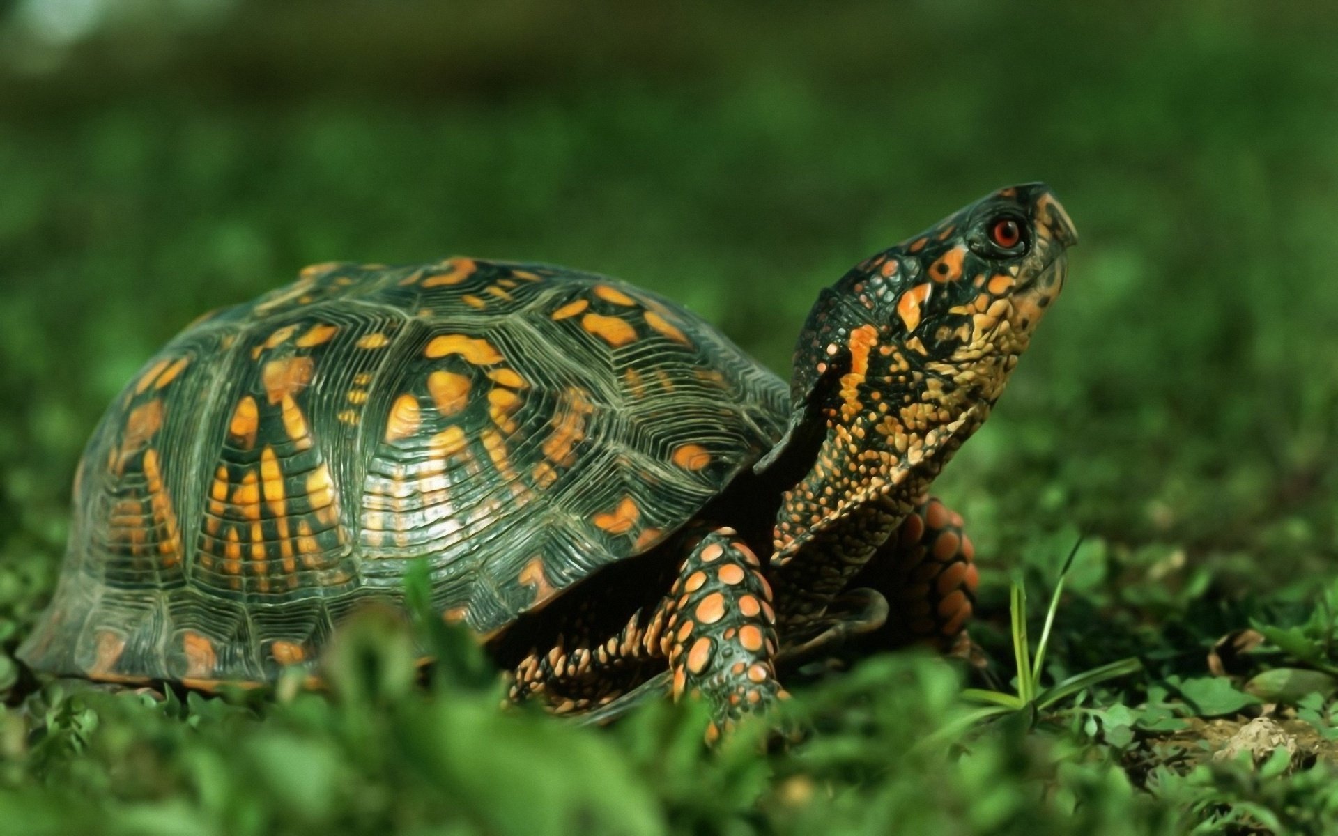 schildkröte gras tiere natur