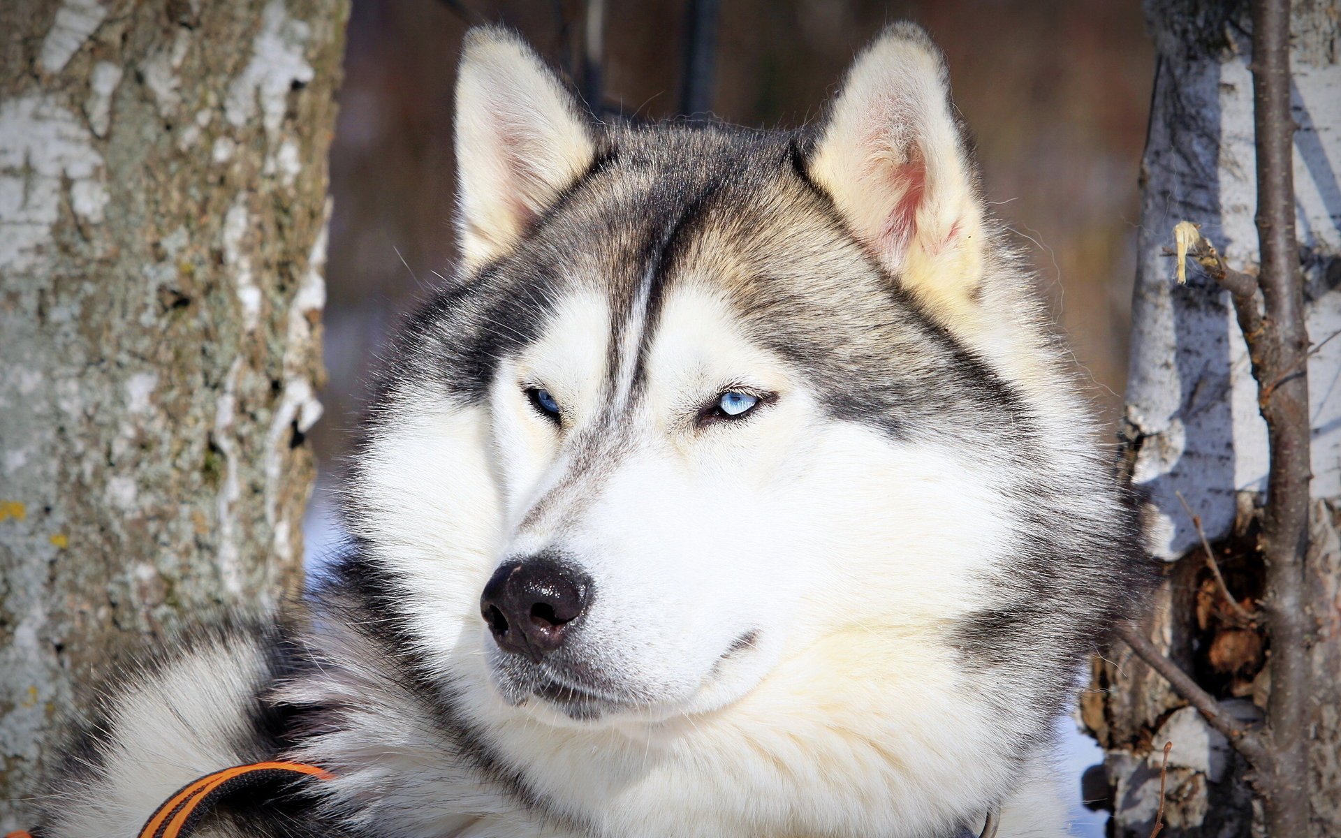 chien husky