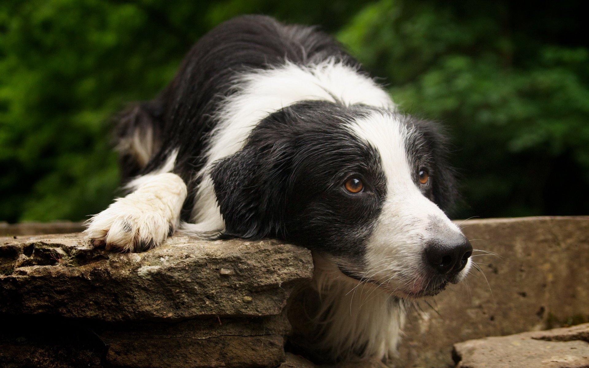 perro hocico mirada