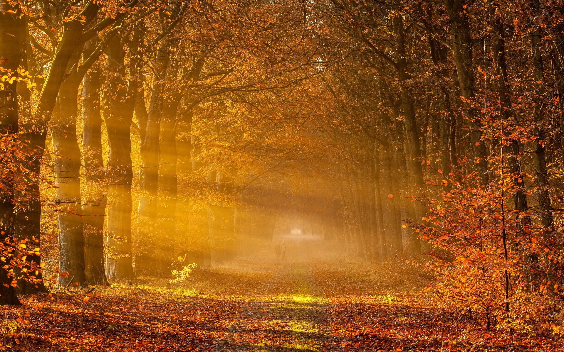 landschaft bäume straße herbst