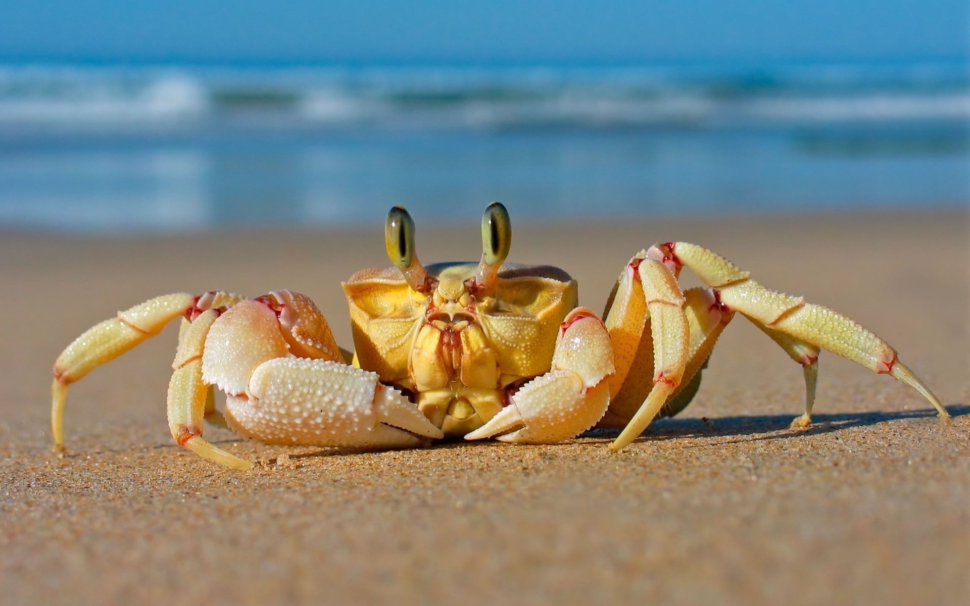 crabe plage