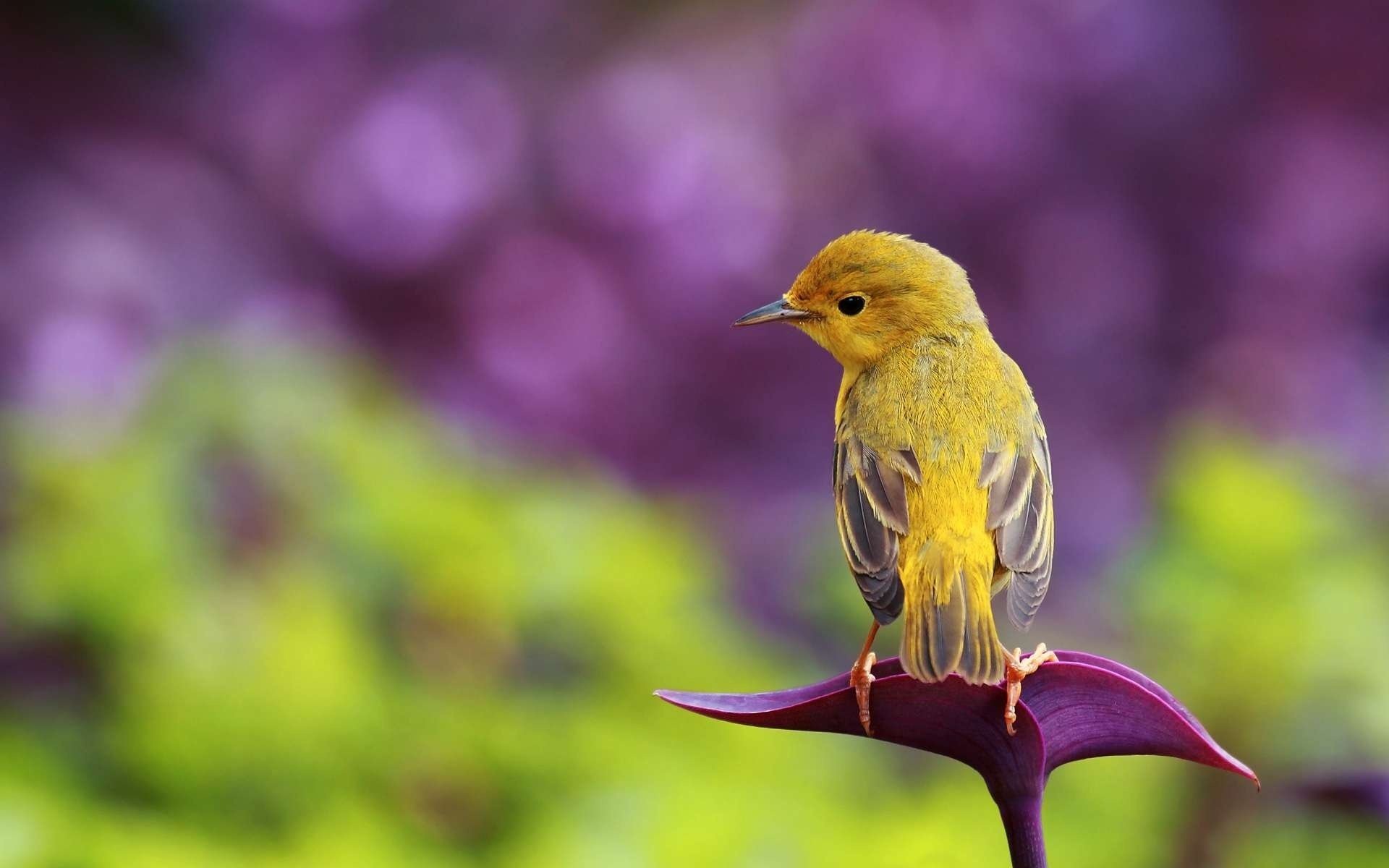 oiseau oiseau