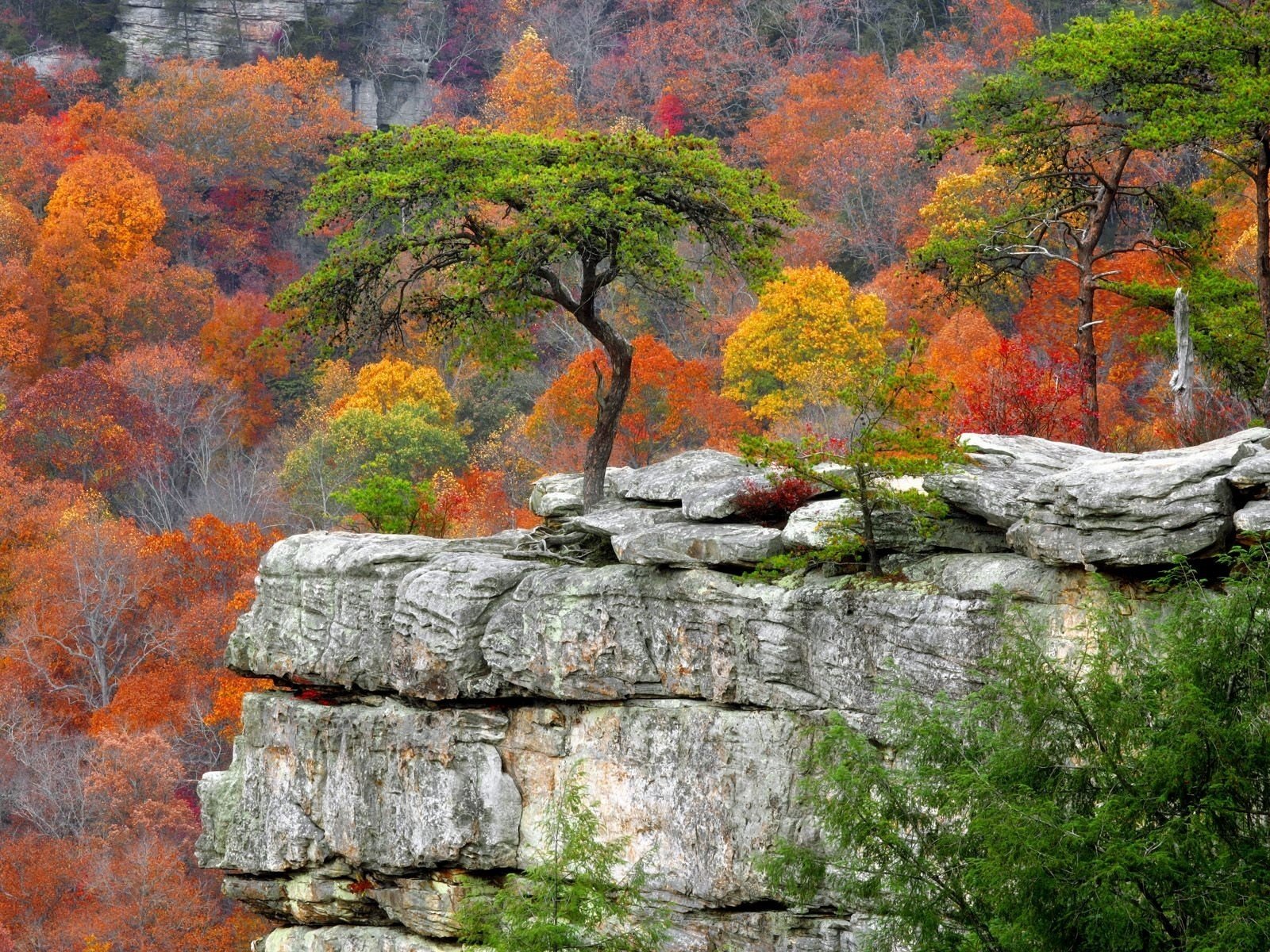 otoño árboles