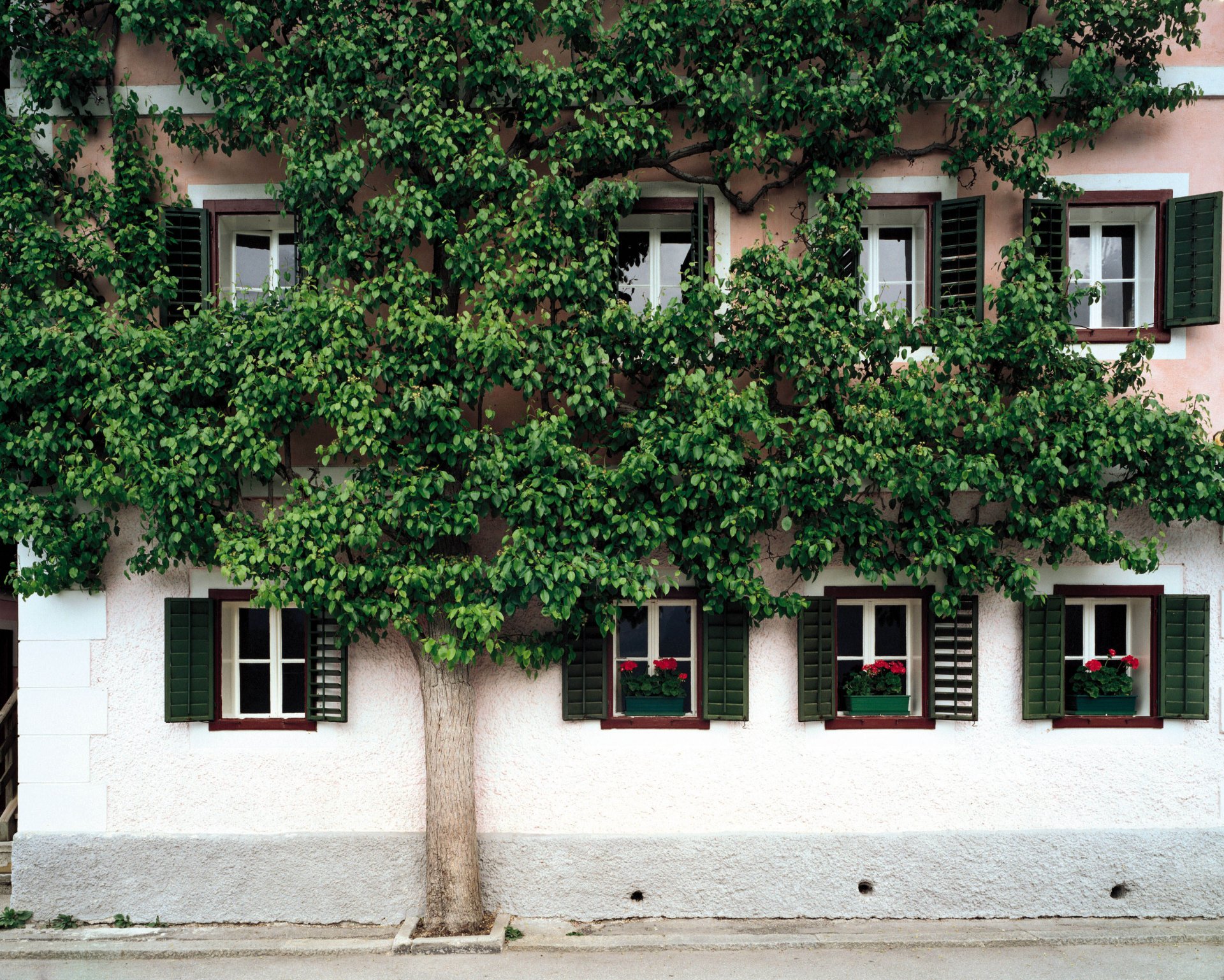 casa árbol calle ventanas persianas flores